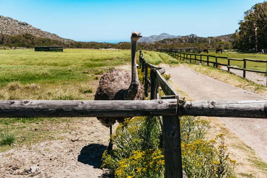 From Cape Town: Cape Peninsula & Boulders Penguin Beach Tour - Noordhoek Farm Village breaks up the drive