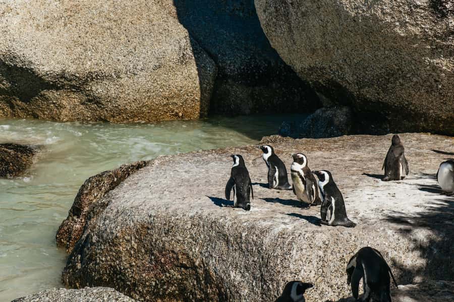 From Cape Town: Cape Peninsula & Boulders Penguin Beach Tour - Bo-Kaap gives the morning a human start