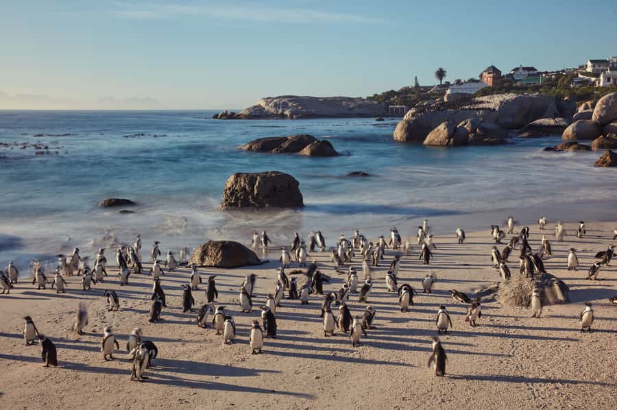 From Cape Town: Cape Point and Boulders Beach Full-Day Tour - Should you book it?
