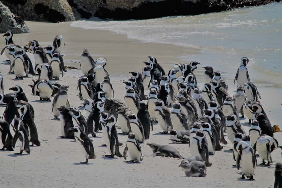 From Cape Town: Cape Point and Boulders Beach Half-Day Tour - Maidens Cove and the Camps Bay view