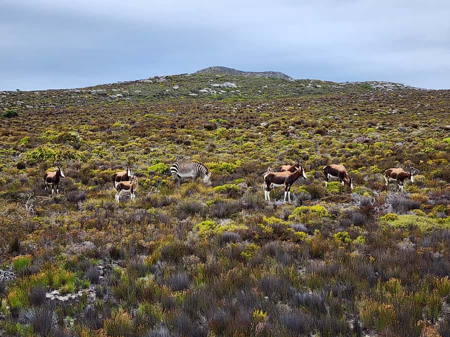 From Cape Town: Cape Point and Boulders Beach Half-Day Tour - Cape of Good Hope Nature Reserve