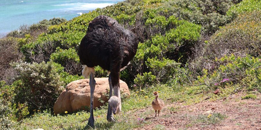 From Cape Town: Cape Point and Boulders Beach Half-Day Tour - Muizenberg on the return route