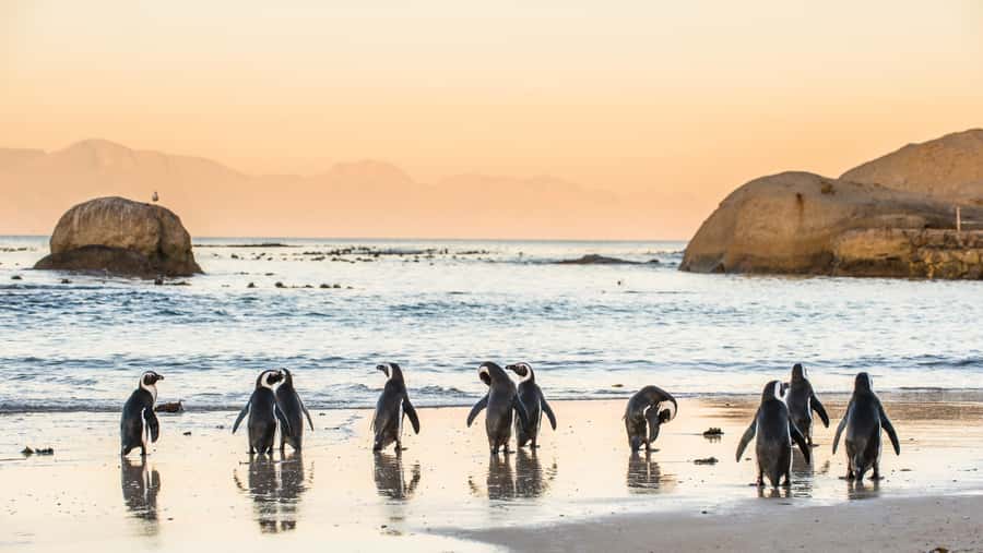 From Cape Town: Cape Point & Boulders Beach Full-Day Tour - Key points before you book