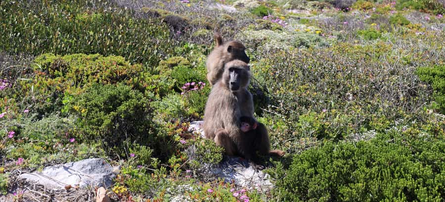 From Cape Town: Cape Point & Boulders Beach Full-Day Tour - Why this Cape Peninsula tour works so well