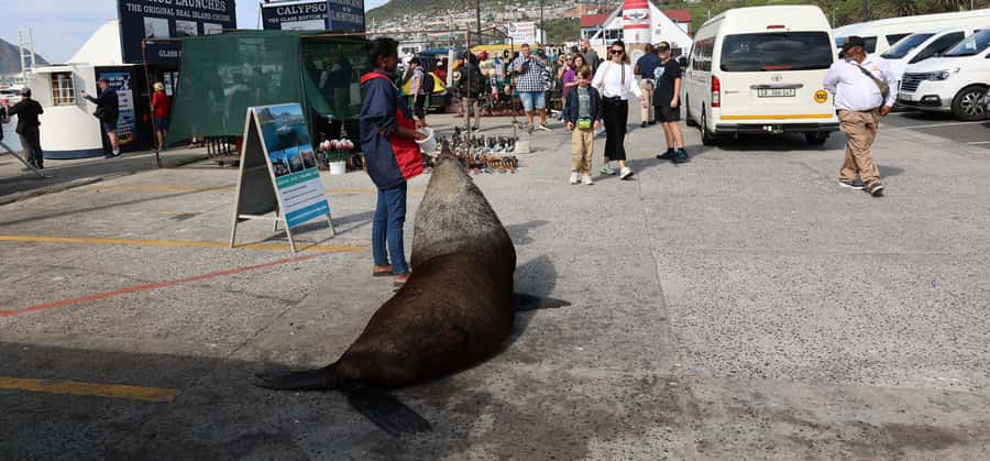 From Cape Town: Cape Point & Boulders Beach Full-Day Tour - Boulders Beach and the African penguins