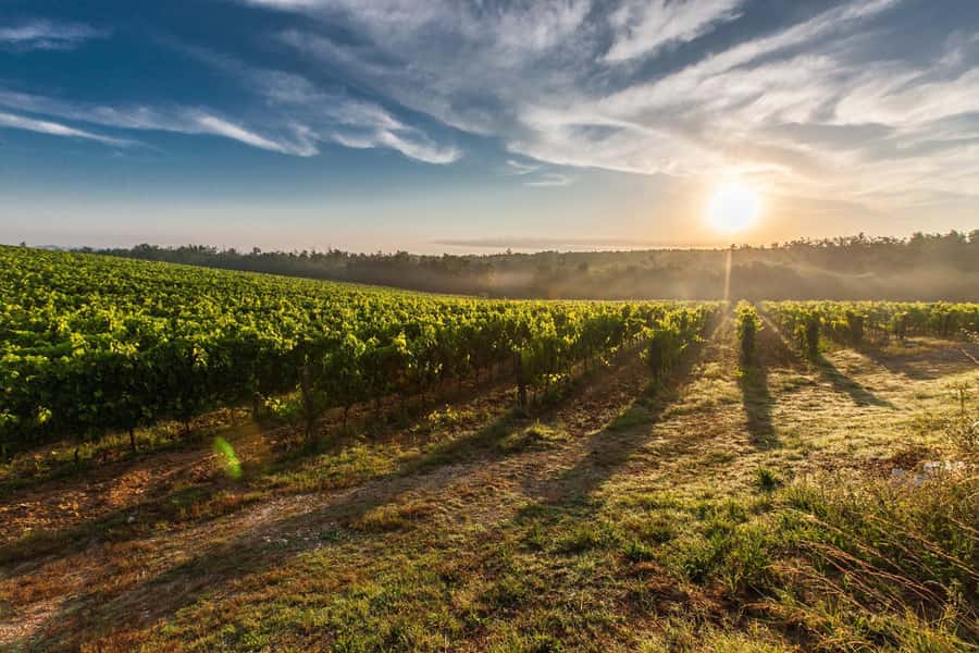 From Cape Town: Cape Winelands Full-Day Private Tour - What the $143 price really covers