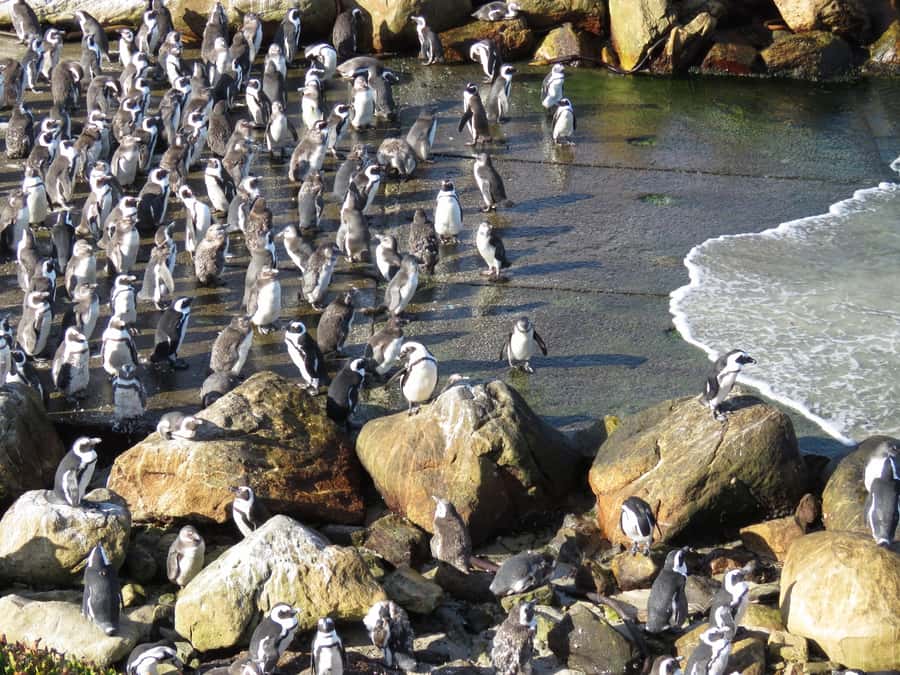 From Cape Town: Full-Day Cape Agulhas Private Tour - Who should book this private Cape Agulhas day