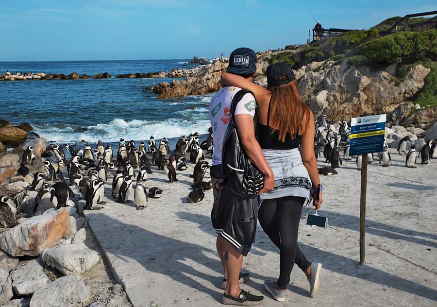 From Cape Town: Full-Day Cape Agulhas Private Tour - Penguins at Stony Point or Betty’s Bay