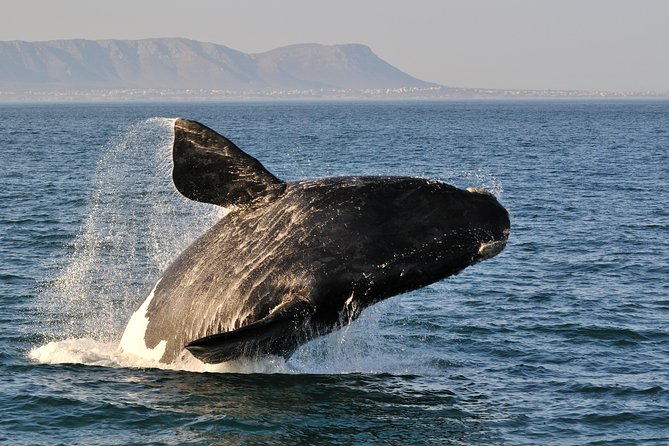 From Cape Town: Full Day Guided Hermanus and Whale Tour - Key points to know before booking