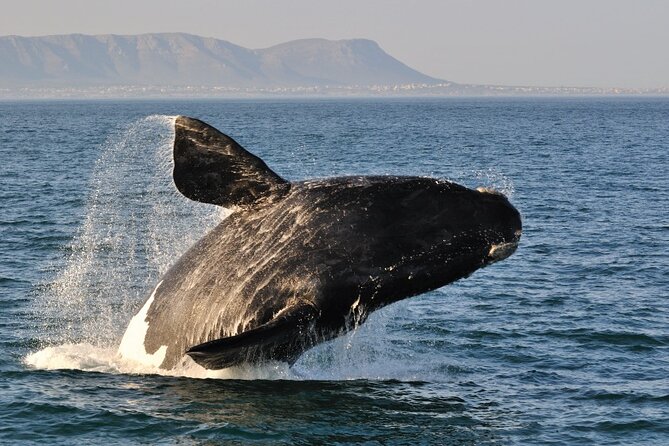 From Cape Town: Full Day Guided Hermanus and Whale Tour - Exploring Hermanus and Walker Bay