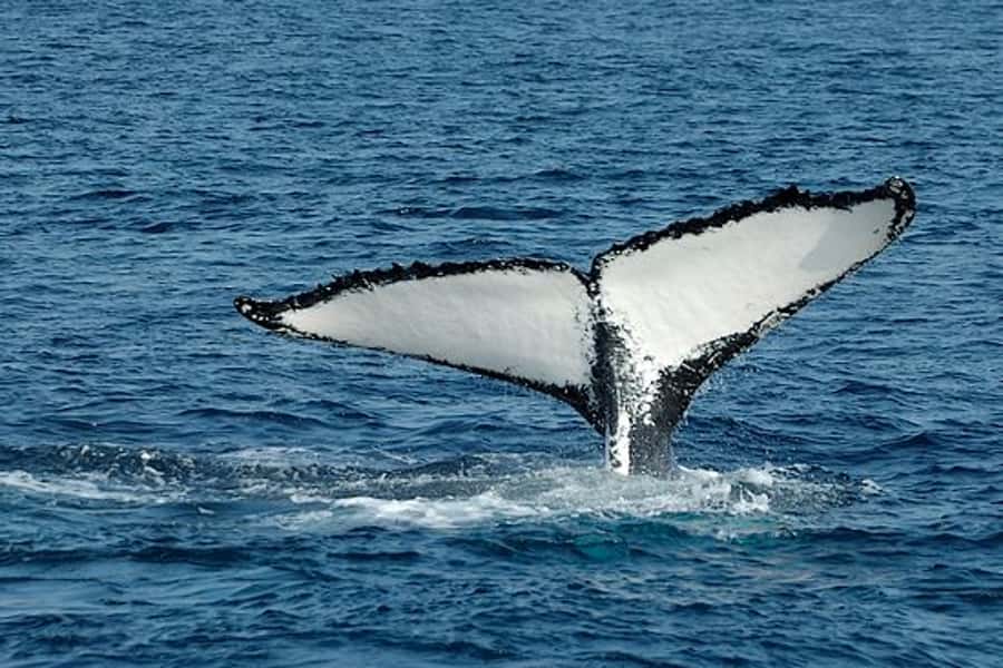From Cape Town: Full-Day Hermanus Whale Watching Tour - Key points to know before booking
