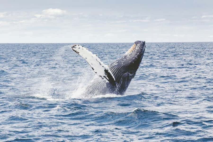 From Cape Town: Full-Day Hermanus Whale Watching Tour - Harold Porter Botanical Gardens, a green first stop