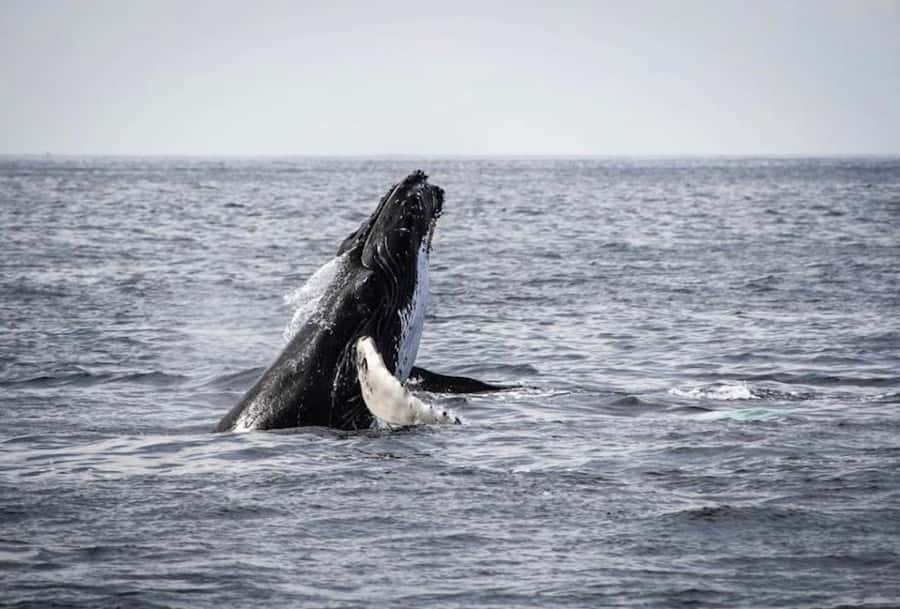 From Cape Town: Full-Day Hermanus Whale Watching Tour - The coastal towns between Cape Town and Hermanus
