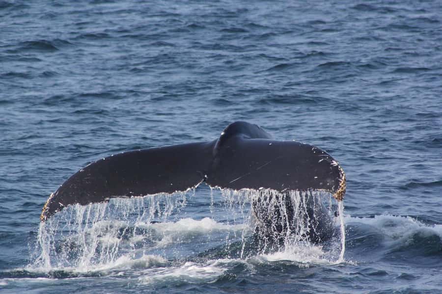 From Cape Town: Full-Day Hermanus Whale Watching Tour - Two hours in Hermanus before whale watching