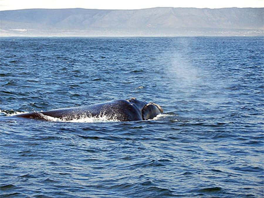 From Cape Town: Full Day Hermanus Whale Watching Tour - The morning ride from Cape Town