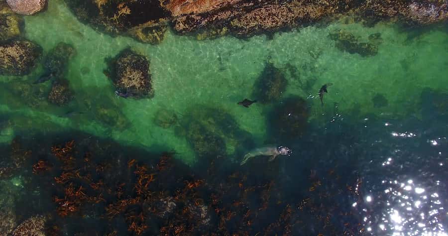 From Cape Town: Glass-Bottom Boat Seal Watching Tour - What the glass-bottom boat really shows you