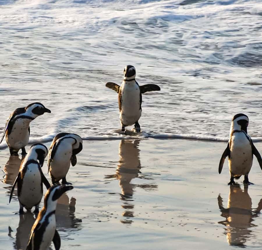 From Cape Town: Half Day Cape Point & Penguins Tour - Chapman’s Peak Drive and the 15-minute photo stop