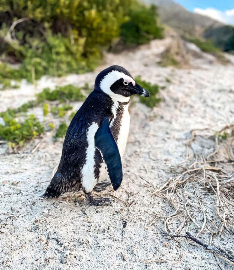 From Cape Town: Half Day Cape Point & Penguins Tour - Simon’s Town, Fish Hoek, and the return to Cape Town