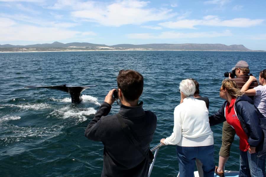 From Cape Town: Hermanus Whale Watching Boat Trip - Key points to know before booking