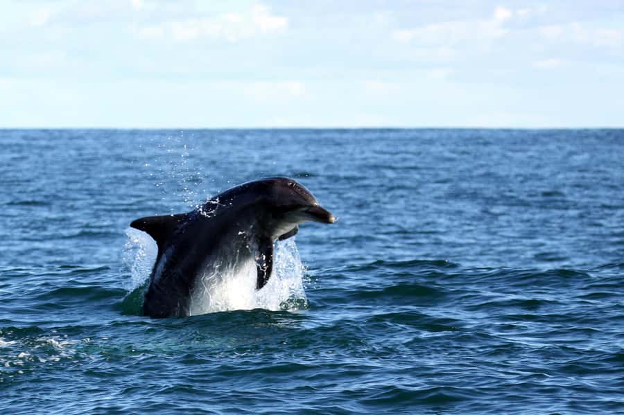 From Cape Town: Hermanus Whale Watching Boat Trip - Is $221 good value?