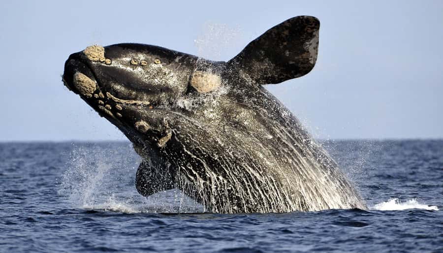 From Cape Town: Hermanus Whale Watching Boat Trip - From Cape Town to Gansbaai, the day starts early