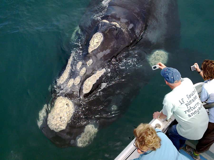 From Cape Town: Hermanus Whale Watching Boat Trip - The boat and the two-hour wildlife search