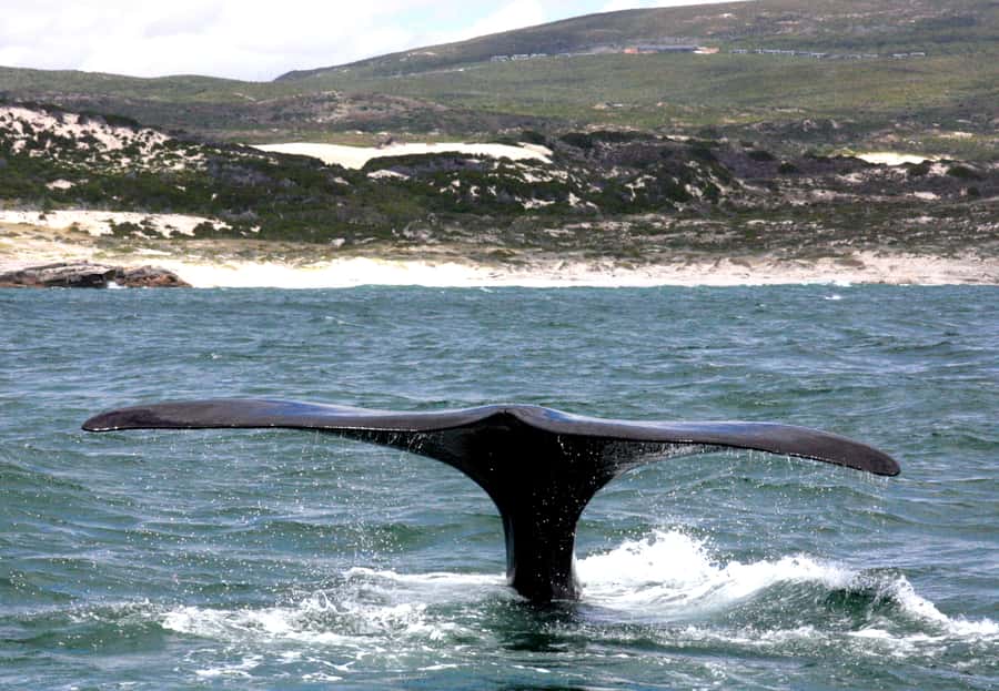 From Cape Town: Hermanus Whale Watching Boat Trip - Dolphins, seals, penguins, and less common sightings