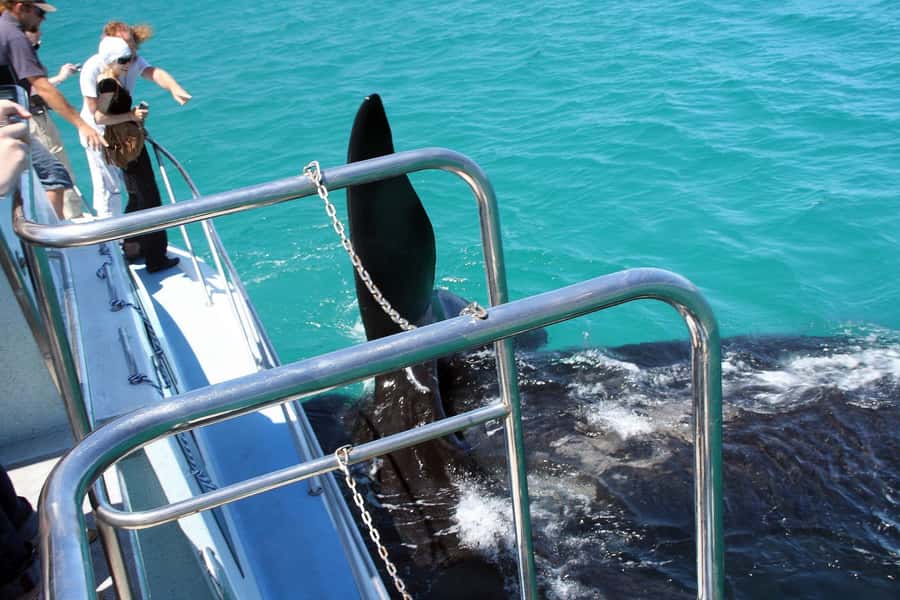 From Cape Town: Hermanus Whale Watching Boat Trip - Guides who make the boat ride better