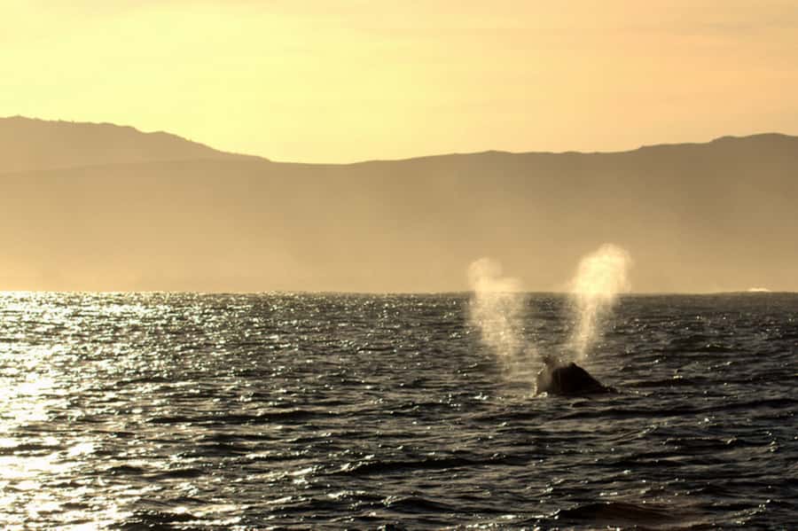 From Cape Town: Hermanus Whale Watching Boat Trip - Sea conditions, comfort, and motion sickness