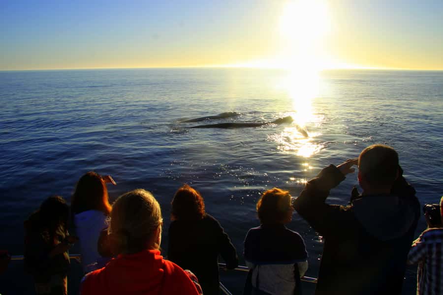 From Cape Town: Hermanus Whale Watching Boat Trip - Food, drinks, and the missing lunch break