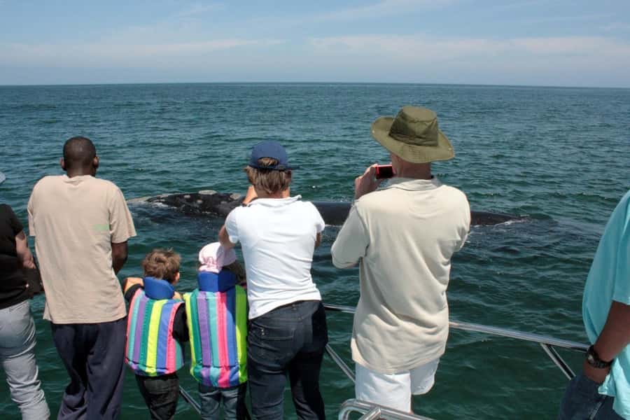 From Cape Town: Hermanus Whale Watching Boat Trip - Why Gansbaai and De Kelders matter
