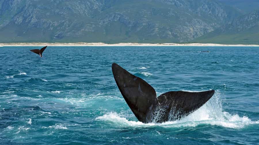 From Cape Town: Hermanus Whale Watching Full Day Tour - A quick taste of Hemel-en-Aarde Valley wines