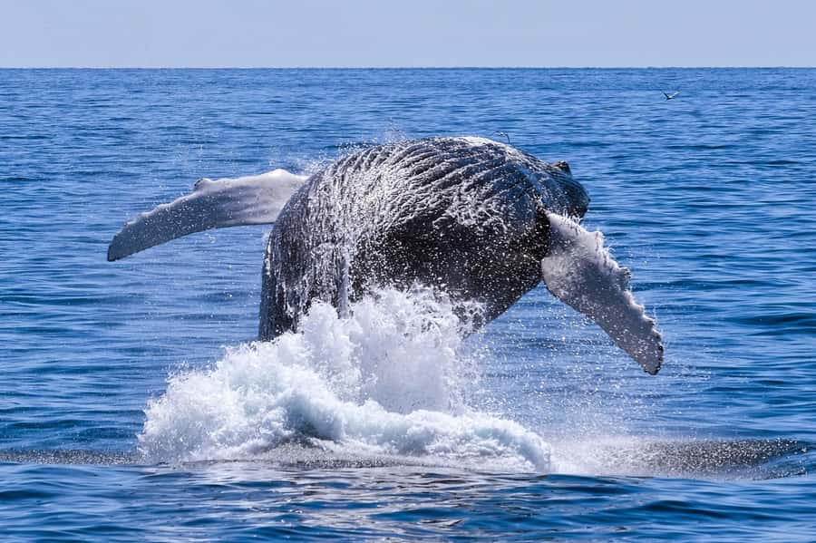 From Cape Town: Hermanus Whale Watching Full Day Tour - Three hours around Hermanus