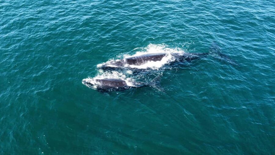 From Cape Town: Hermanus Whale Watching Tour with Boat Trip - Why Hermanus makes a strong whale-watching day trip