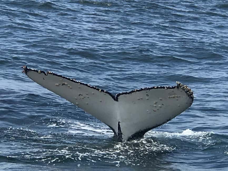 From Cape Town: Hermanus Whale Watching Tour with Boat Trip - Arriving in Hermanus and taking the coastal whale walk