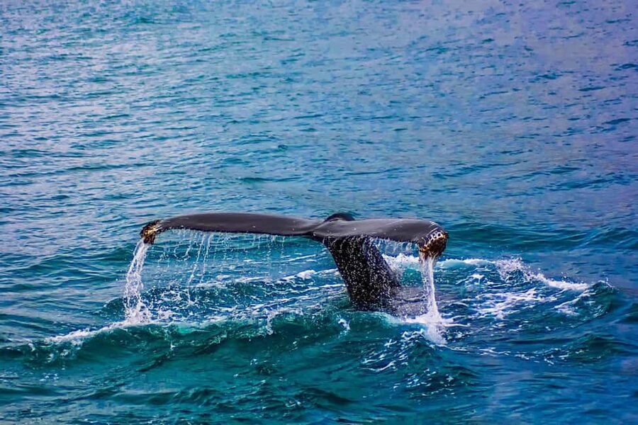 From Cape Town: Hermanus Whale Watching Tour with Boat Trip - The 2 to 3 hour boat trip