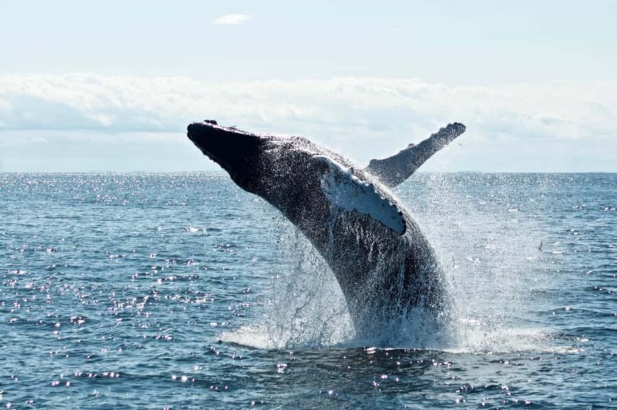From Cape Town: Hermanus Whale Watching Tour with Boat Trip - Should you book it?