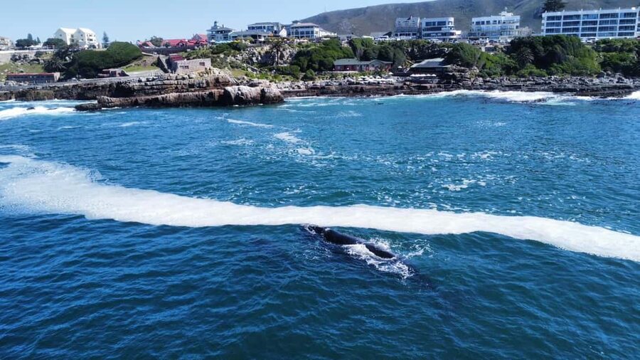 From Cape Town: Hermanus Whale Watching Tour with Boat Trip - The two-hour road from Cape Town to Hermanus