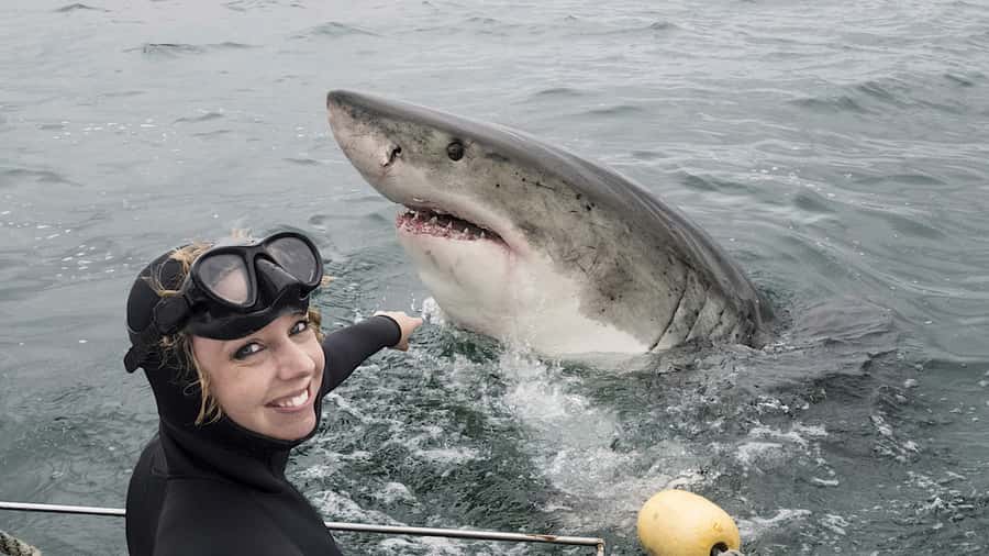 From Cape Town: Shark Cage Diving and Penguin Tour - From Cape Town to Gansbaai before sunrise