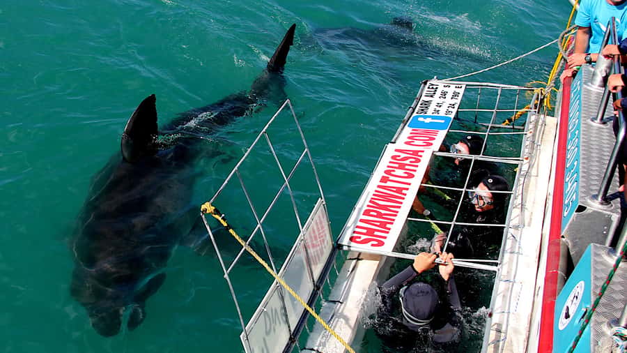 From Cape Town: Shark Cage Diving and Penguin Tour - Cage space, group comfort, and what the water feels like