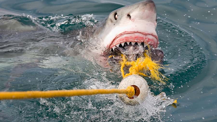 From Cape Town: Shark Cage Diving and Penguin Tour - The return route and changing itinerary