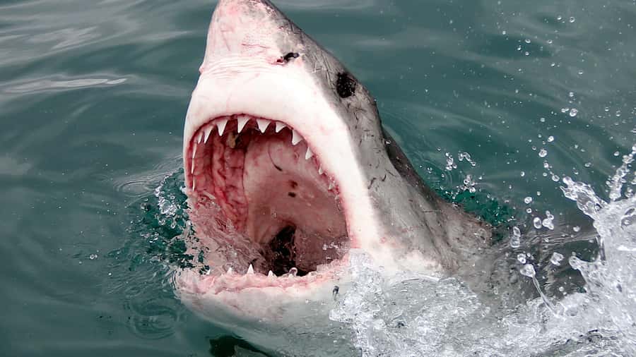 From Cape Town: Shark Cage Diving and Penguin Tour - Who will enjoy this day most