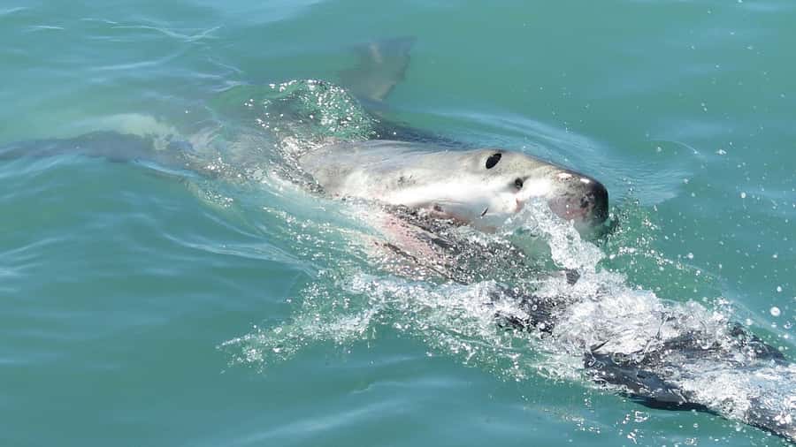From Cape Town: Shark Cage Diving and Penguin Tour - The Gansbaai shark cage operation