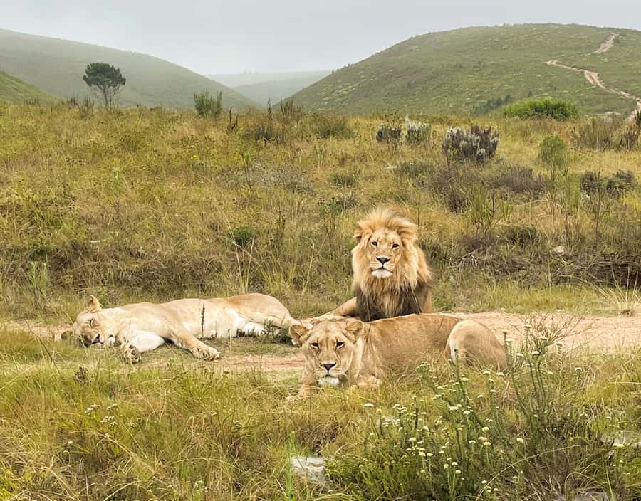 From Cape Town: South African Wildlife and Safari 2-Day Tour - Key points before you book