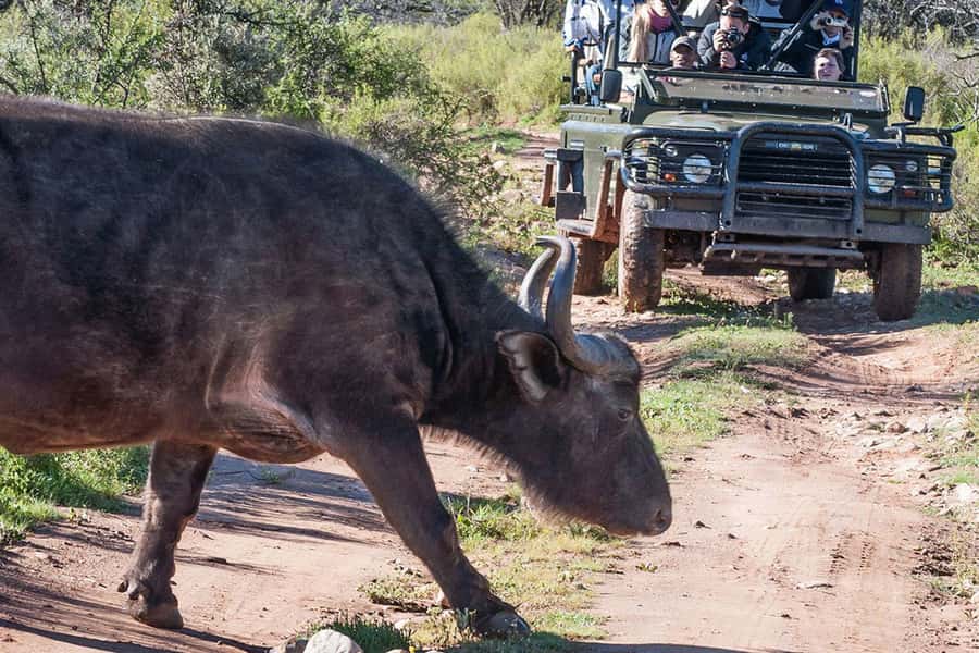 From Cape Town: South African Wildlife and Safari 2-Day Tour - Oudtshoorn after dark: ostriches, barbecue, and stars