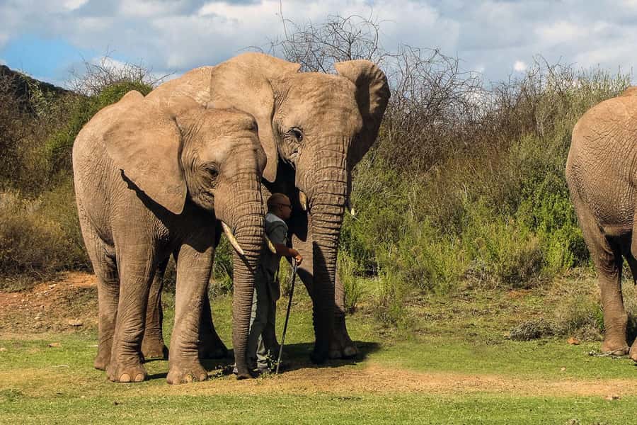 From Cape Town: South African Wildlife and Safari 2-Day Tour - Buffelsdrift: a closer look at the small stuff