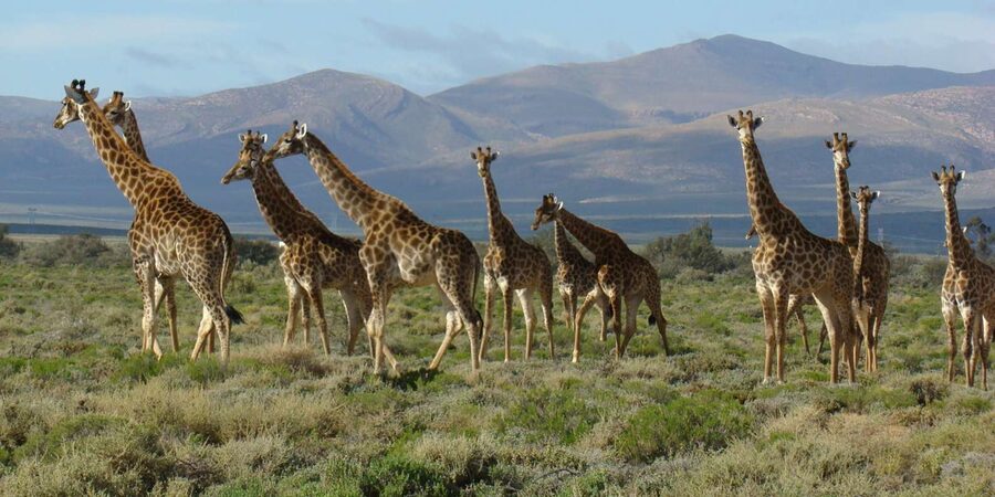 From Cape Town: South African Wildlife and Safari 2-Day Tour - What the guides add to the experience