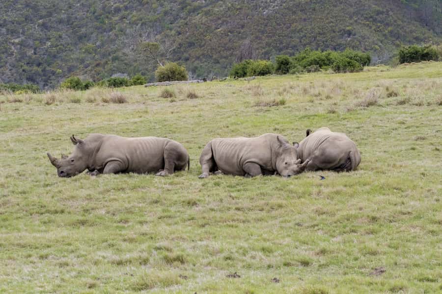 From Cape Town: South African Wildlife and Safari 2-Day Tour - The long first morning from Cape Town to Botlierskop