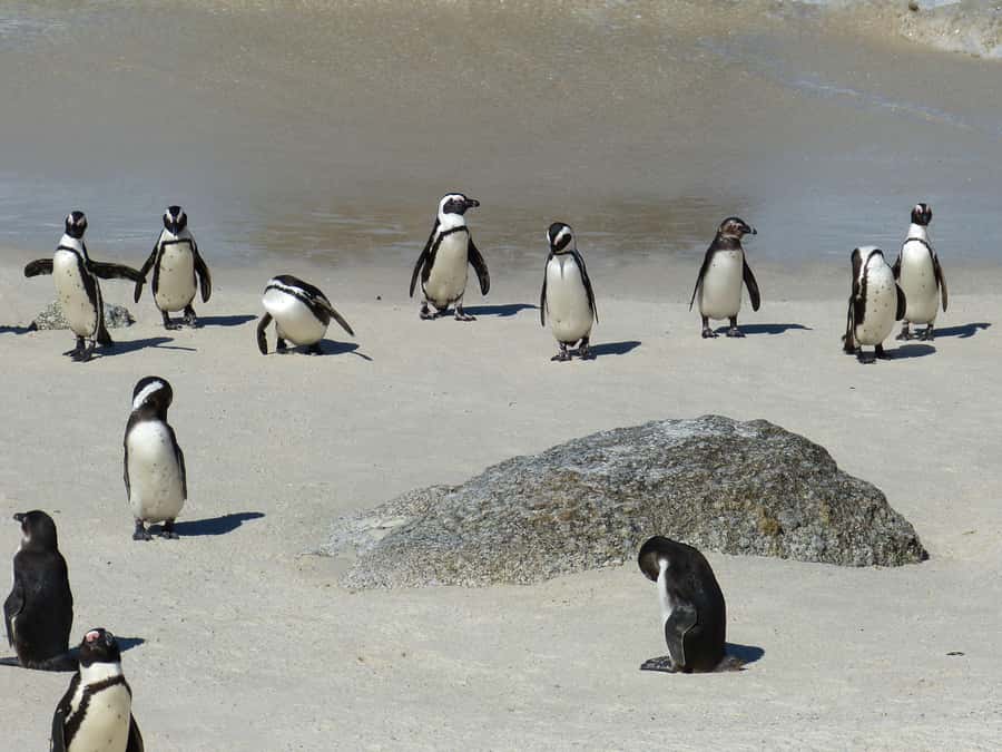 From Cape Town: Table Mountain and Cape of Good Hope Tour - Camps Bay and Hout Bay from the road
