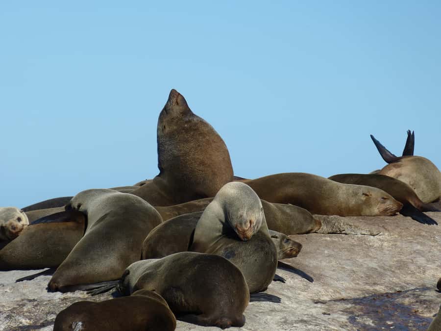 From Cape Town: Table Mountain and Cape of Good Hope Tour - The Cape of Good Hope is a separate stop